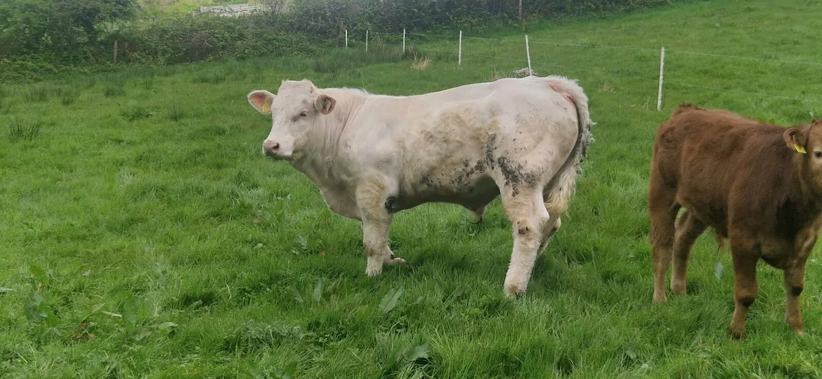 Charolais Bull - Image 3