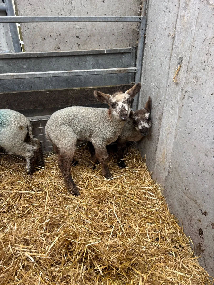 Pet lambda - Image 2