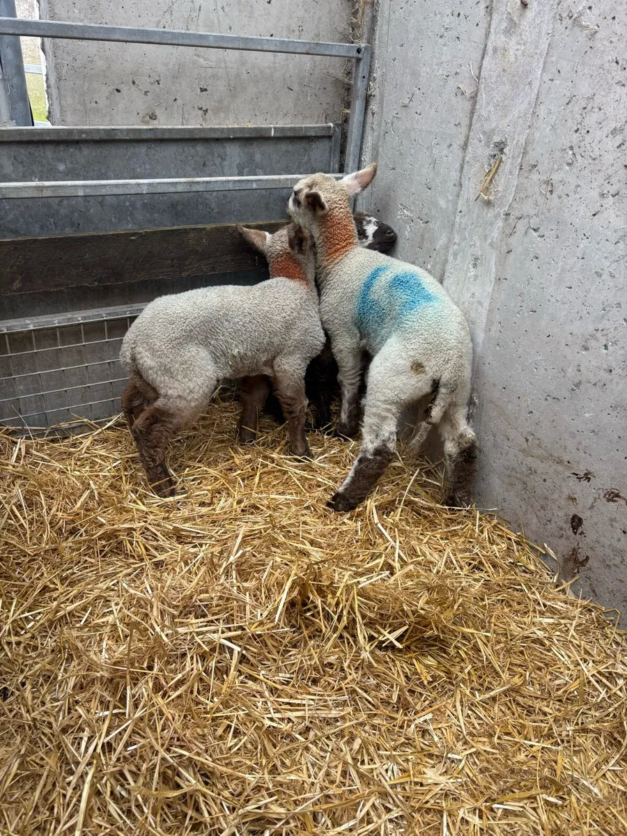 Pet lambda - Image 3