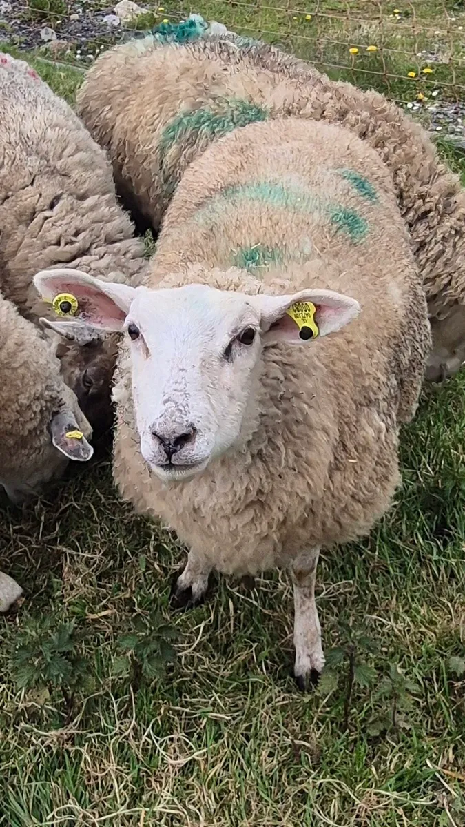 Foster Ewe - Image 2