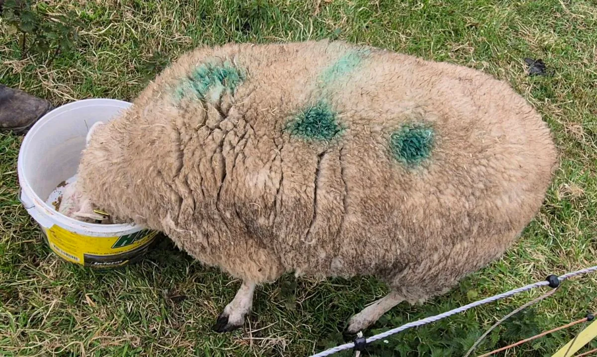 Foster Ewe - Image 3