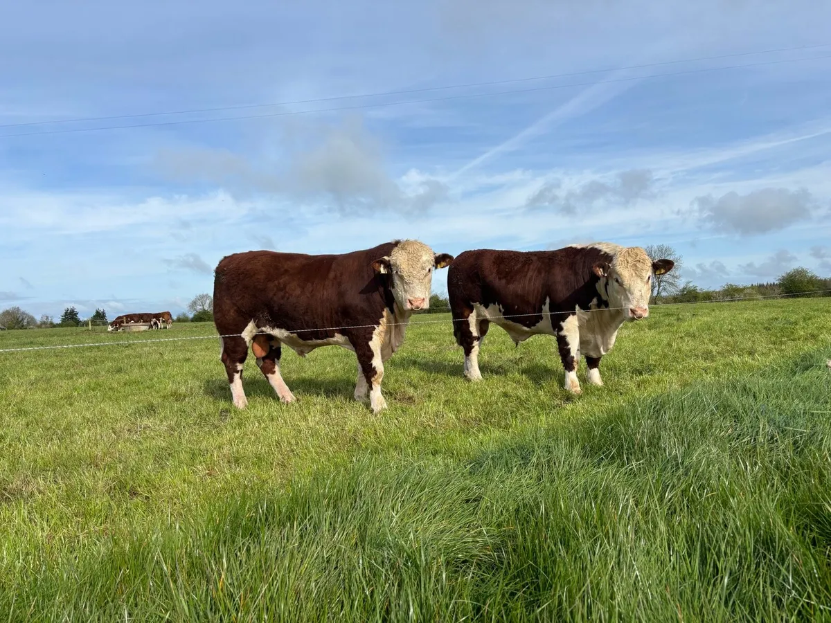 Pedigree Polled Hereford Bull - Image 1