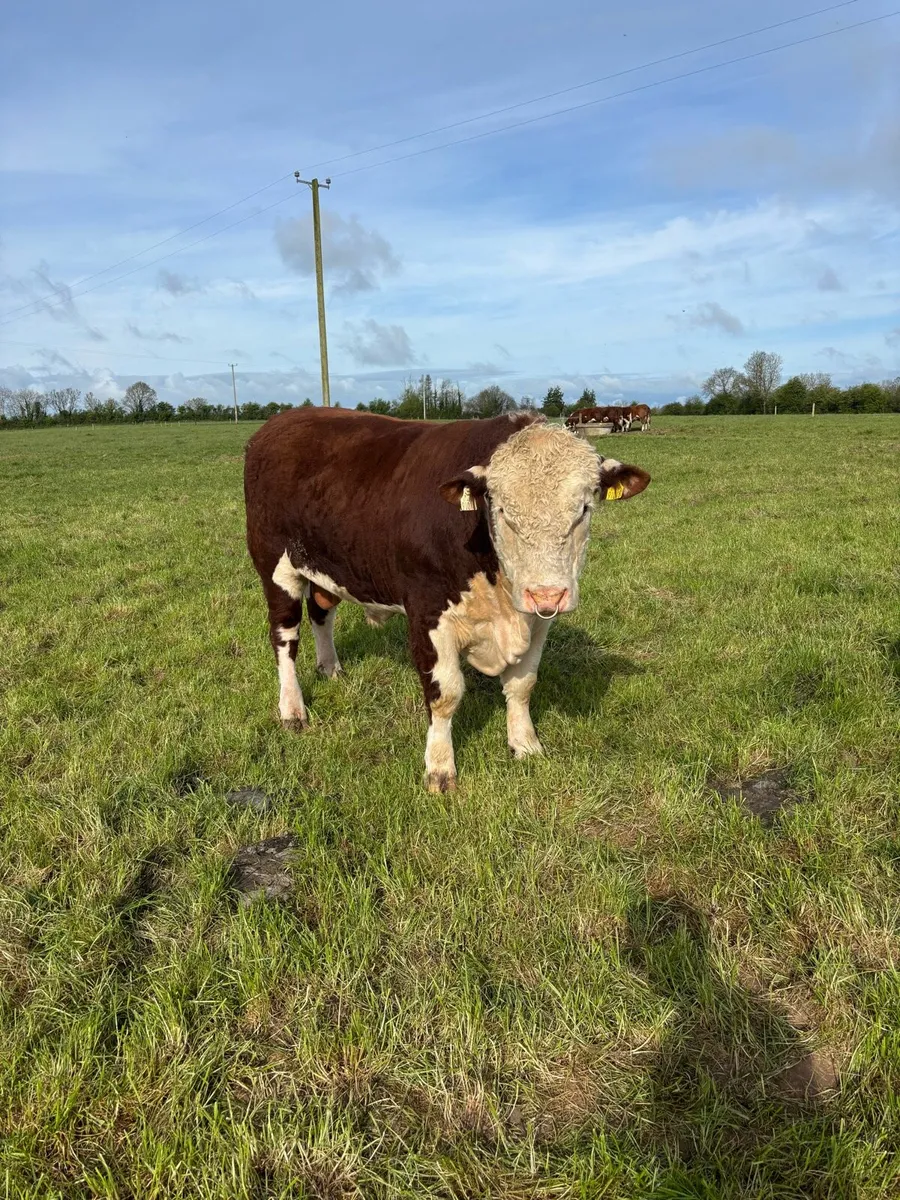 Pedigree Polled Hereford Bull - Image 2
