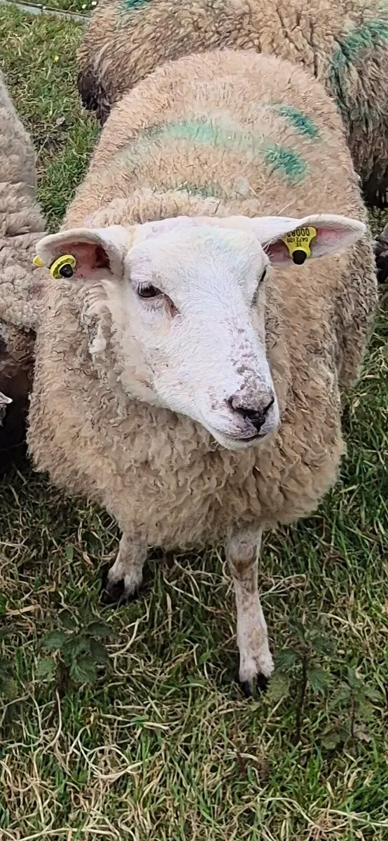 Foster Ewe - Image 1