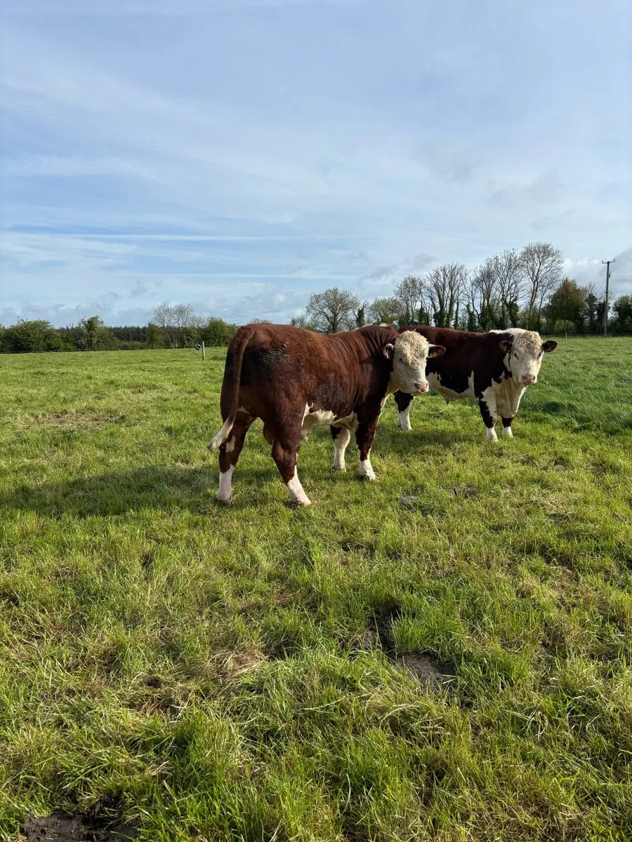 Pedigree Polled Hereford Bull - Image 3