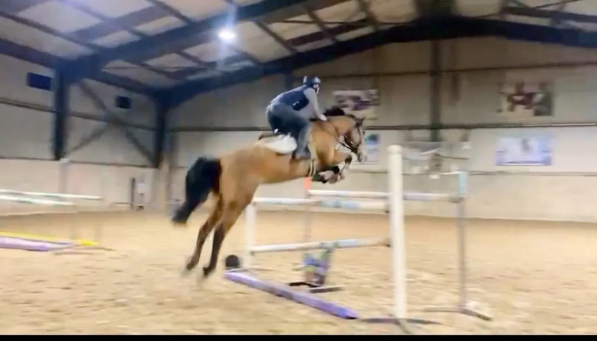 Lot 170 Goresbridge Sales - Image 1