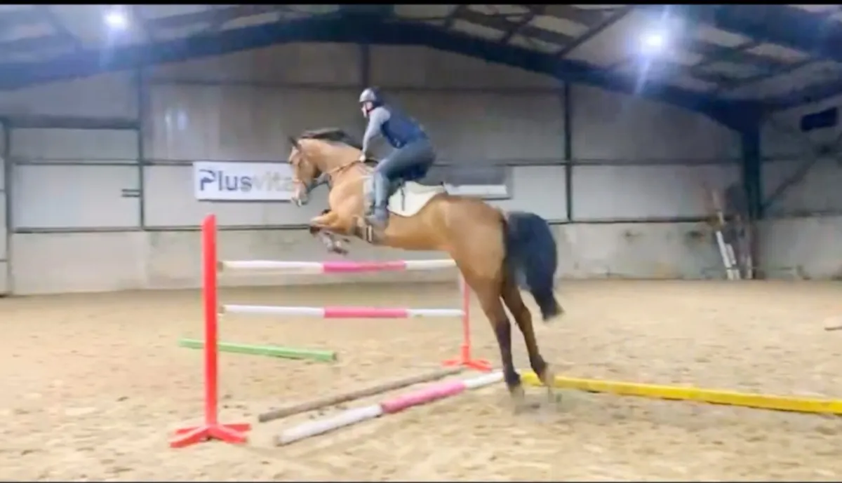 Lot 170 Goresbridge Sales - Image 2