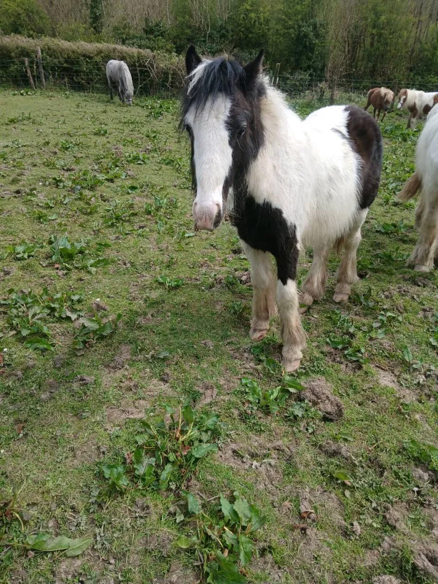Ponies all with passport marking sheets (8) in lot - Image 1