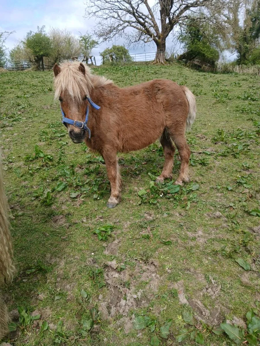 Ponies all with passport marking sheets (8) in lot - Image 2