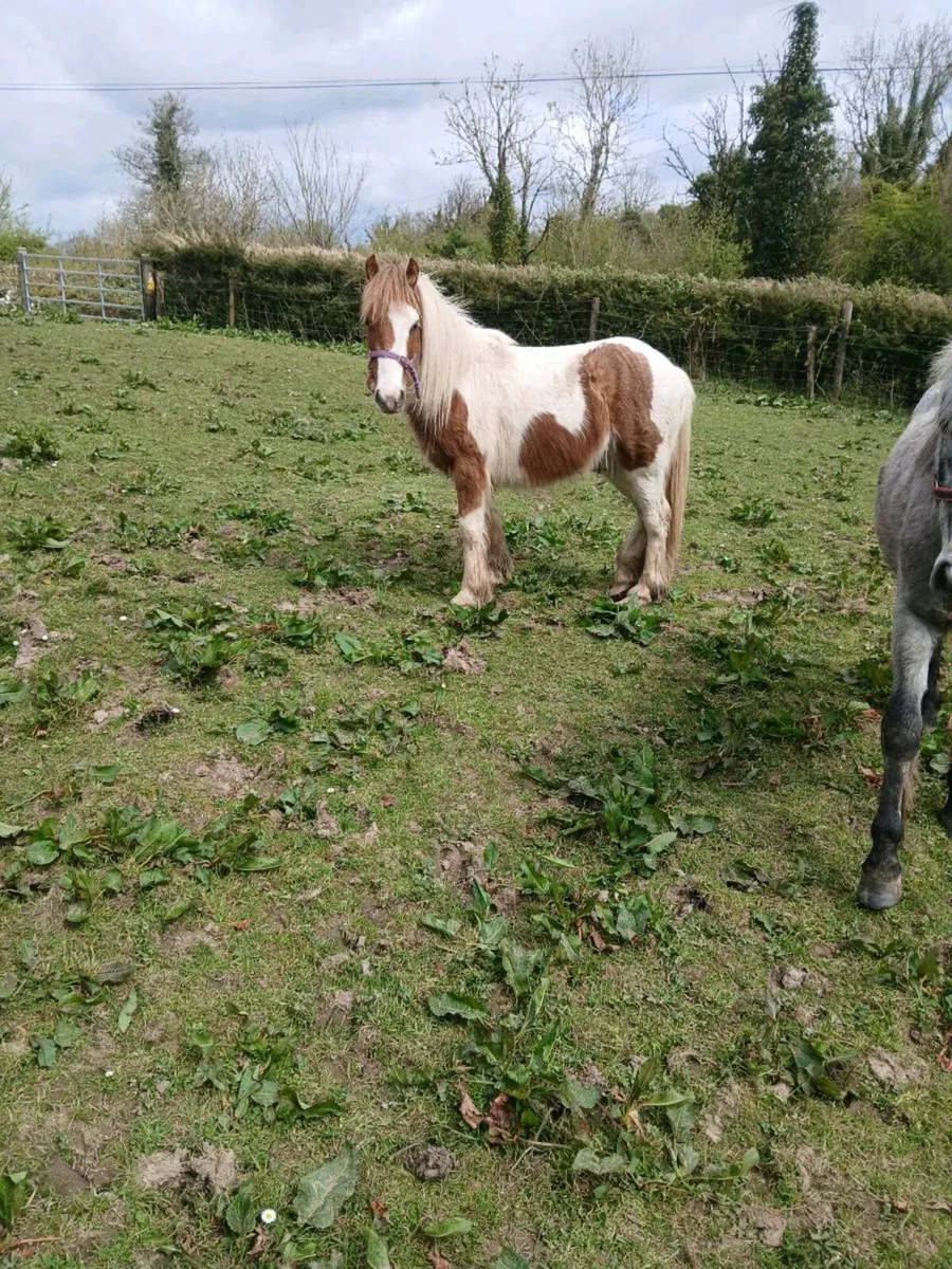 Ponies all with passport marking sheets (8) in lot - Image 3