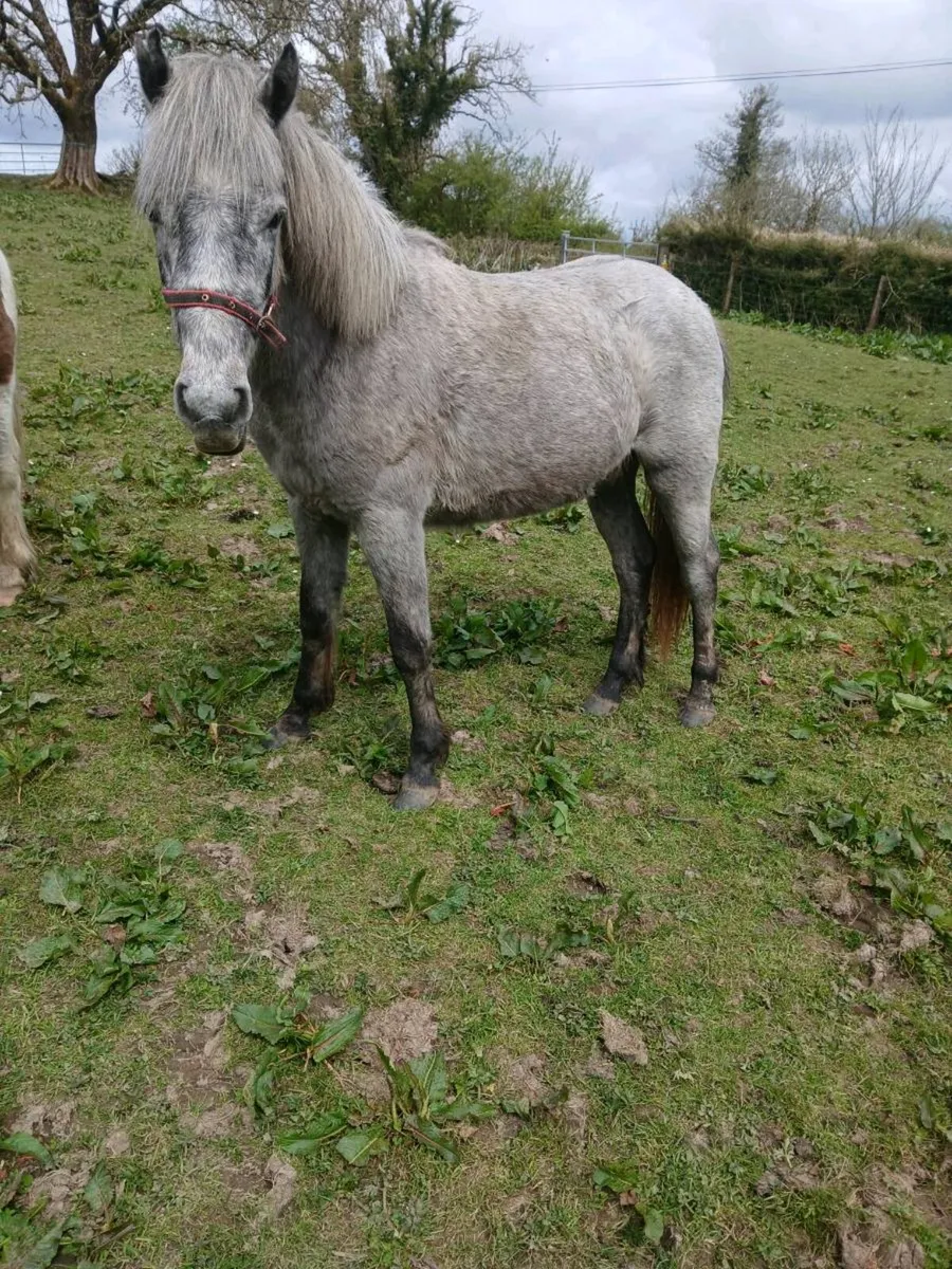 Ponies all with passport marking sheets (8) in lot - Image 4