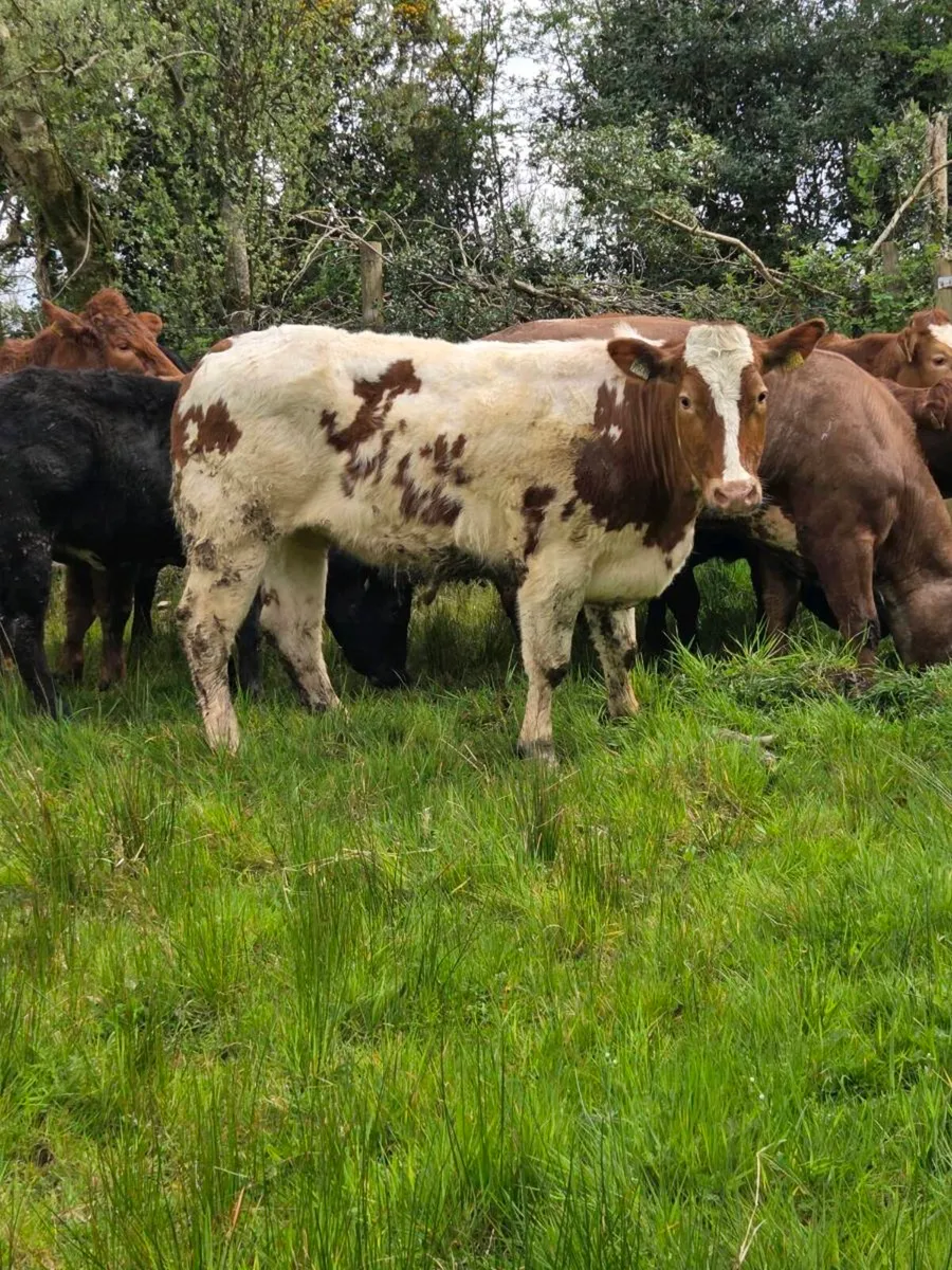 SUPER BREEDING HEIFERS - Image 1