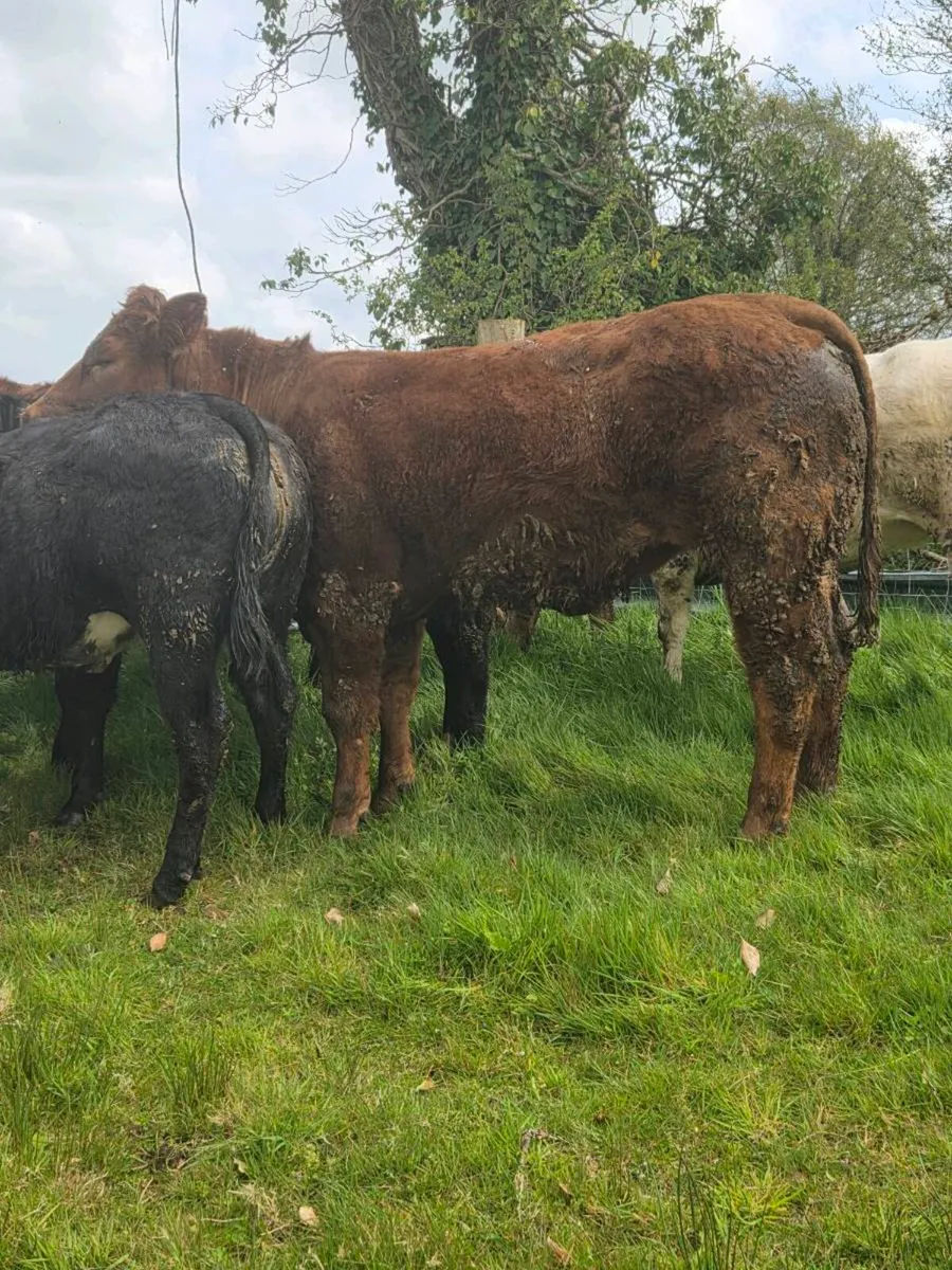 SUPER BREEDING HEIFERS - Image 2