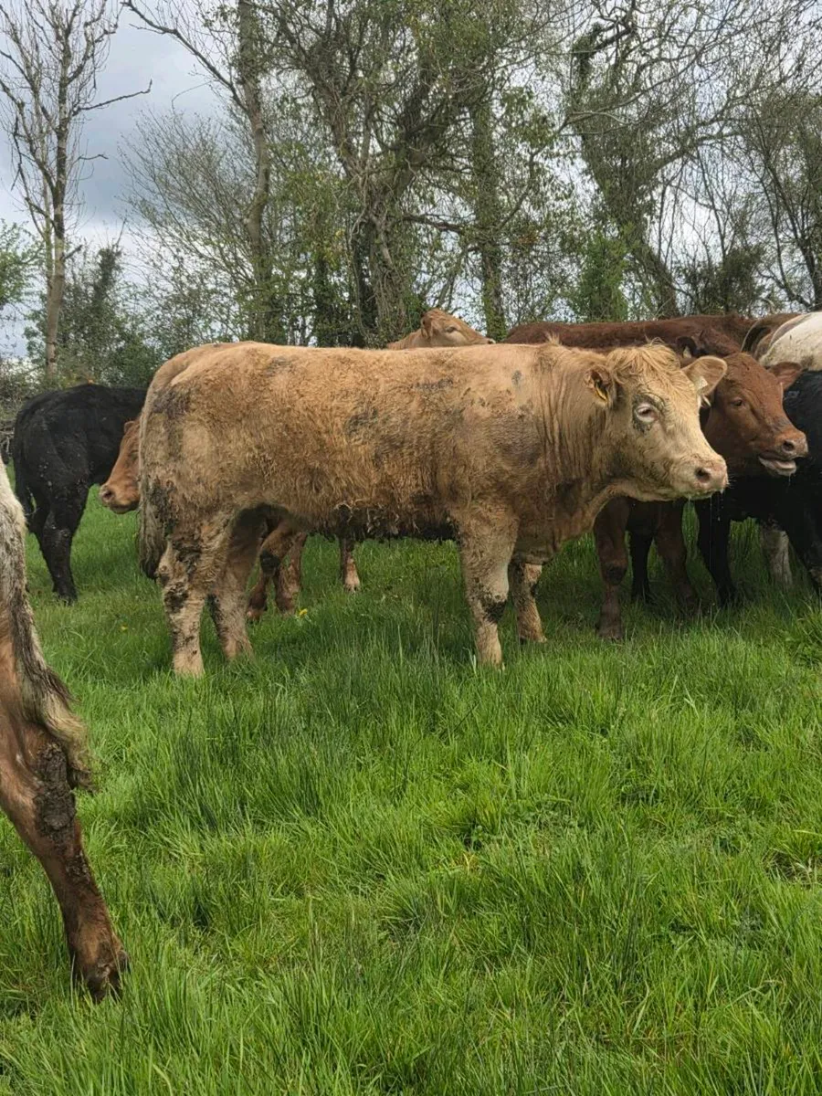 SUPER BREEDING HEIFERS - Image 3