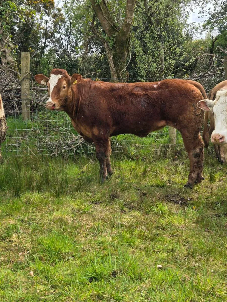 SUPER BREEDING HEIFERS - Image 4