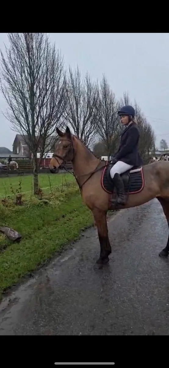 Lot 170 Goresbridge Sales - Image 4