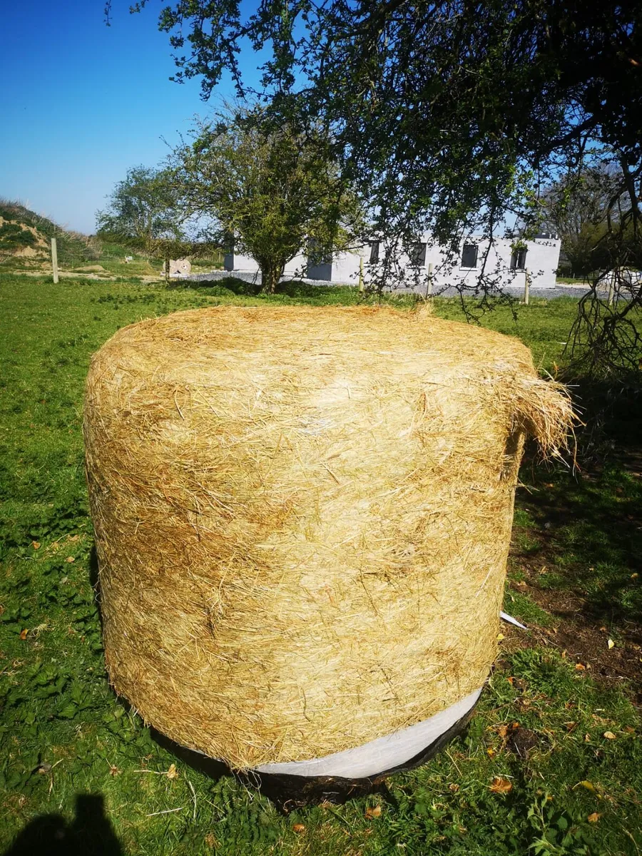 Haylage (2024) - Image 1