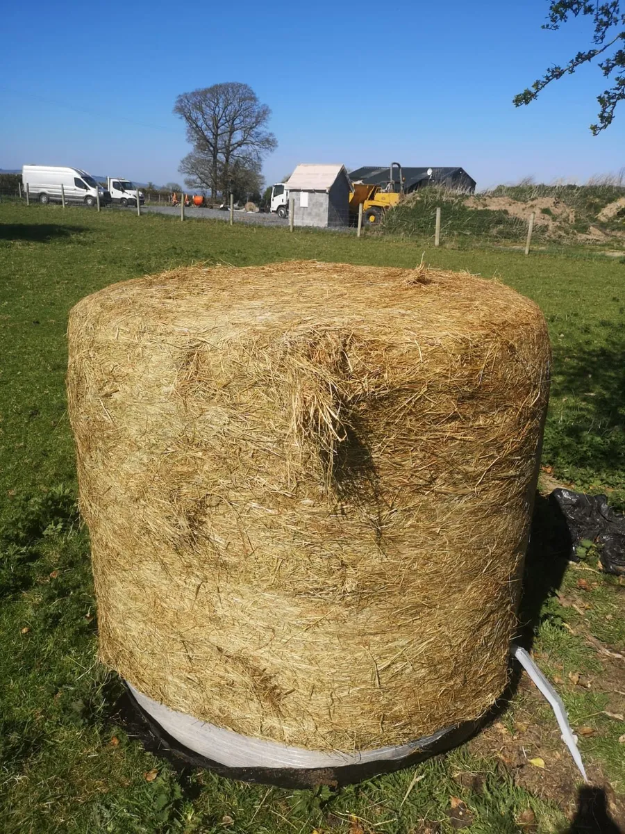 Haylage (2024) - Image 2