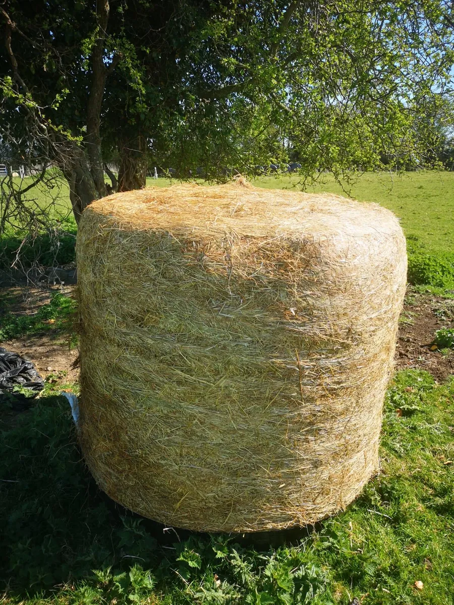 Haylage (2024) - Image 3