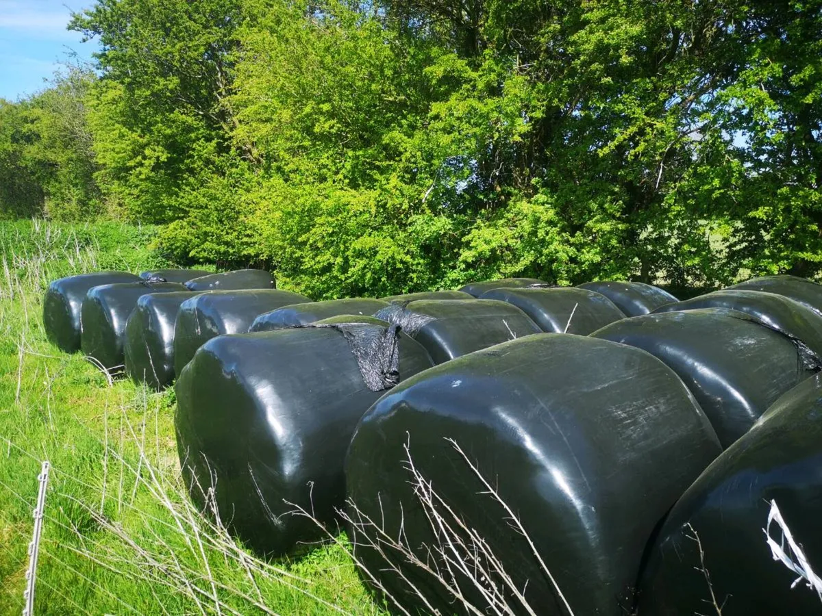 Haylage (2024) - Image 4