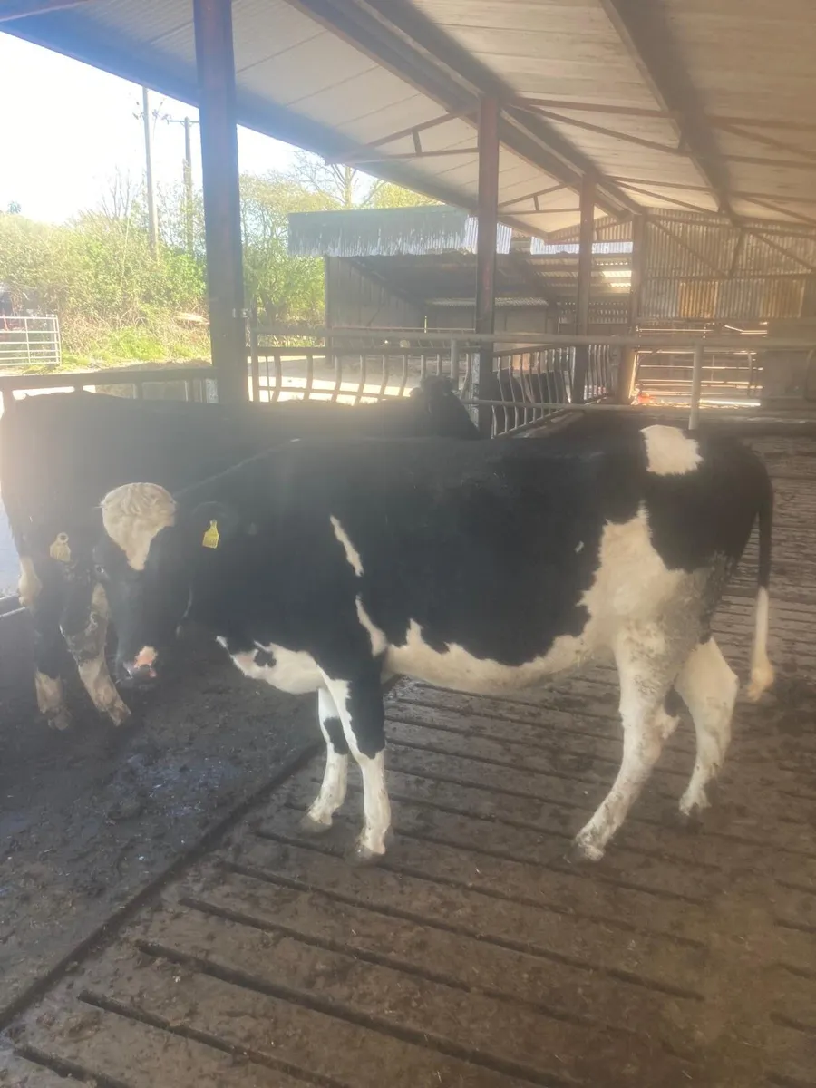 Dairy Cows - Image 1