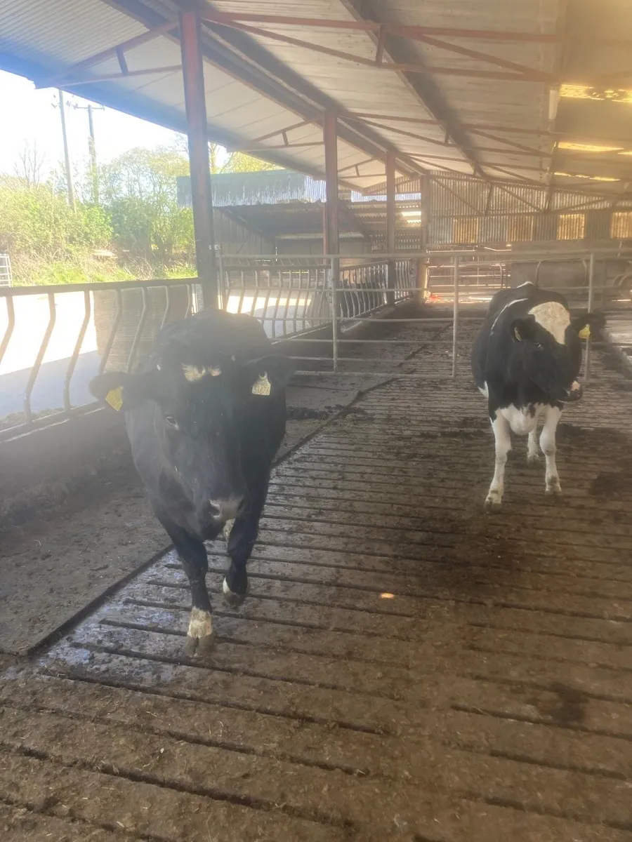 Dairy Cows - Image 2