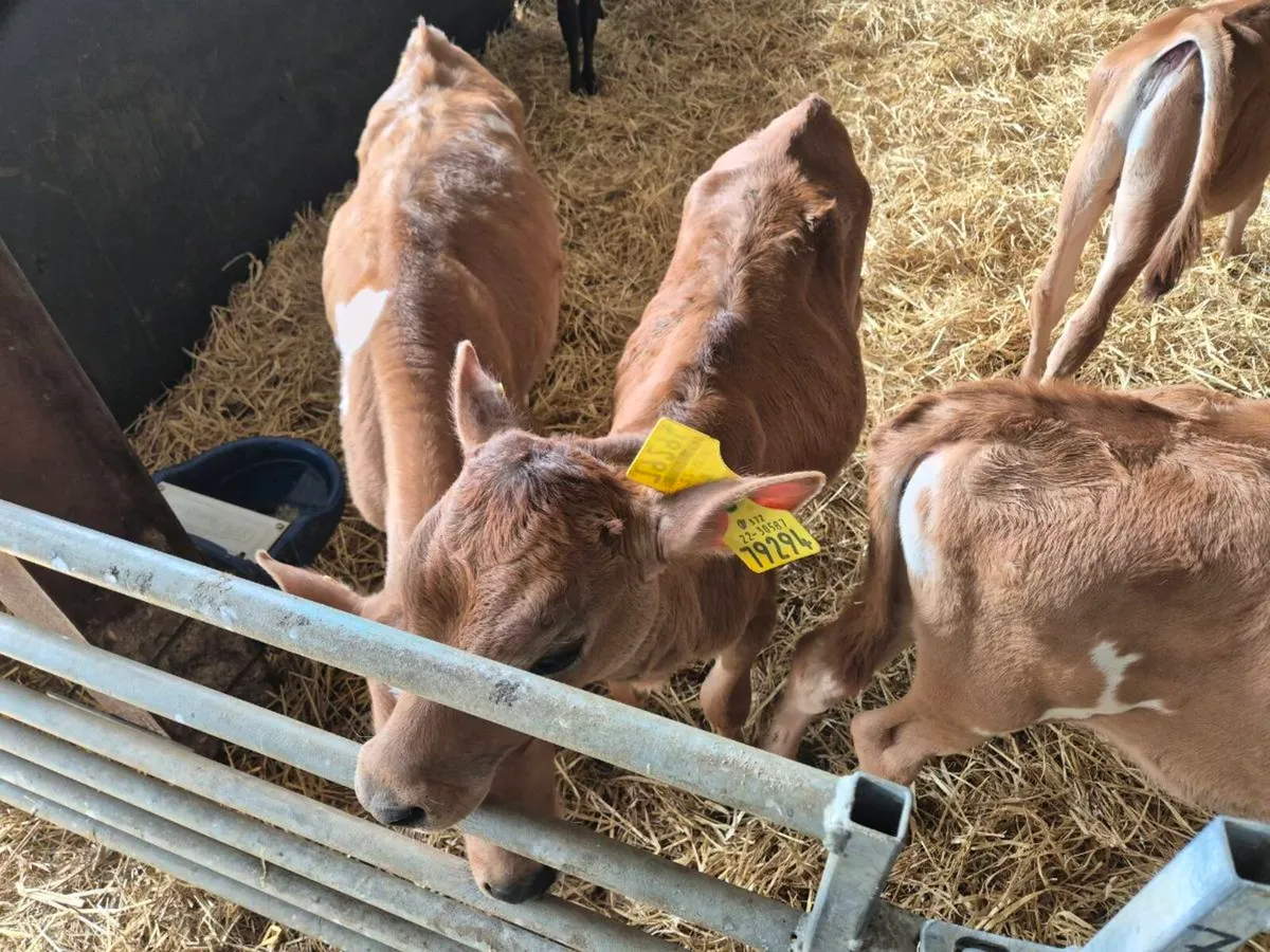 Purebred Jersey Bulls - Image 2