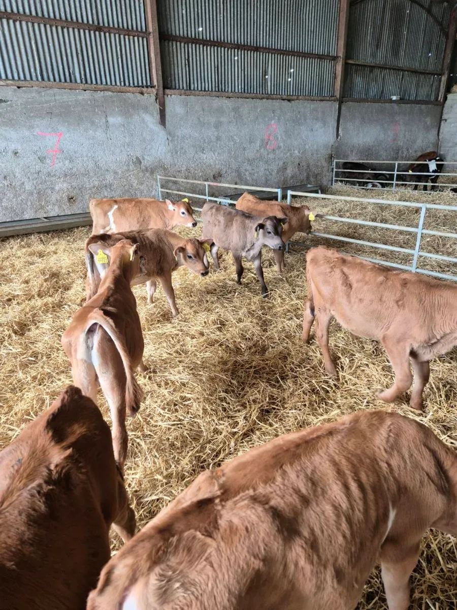 Purebred Jersey Bulls - Image 3