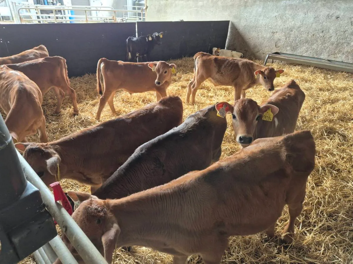 Purebred Jersey Bulls - Image 4