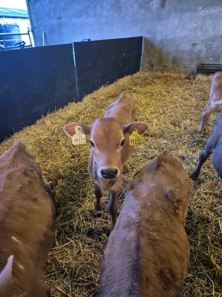 Purebred Jersey Bulls - Image 1