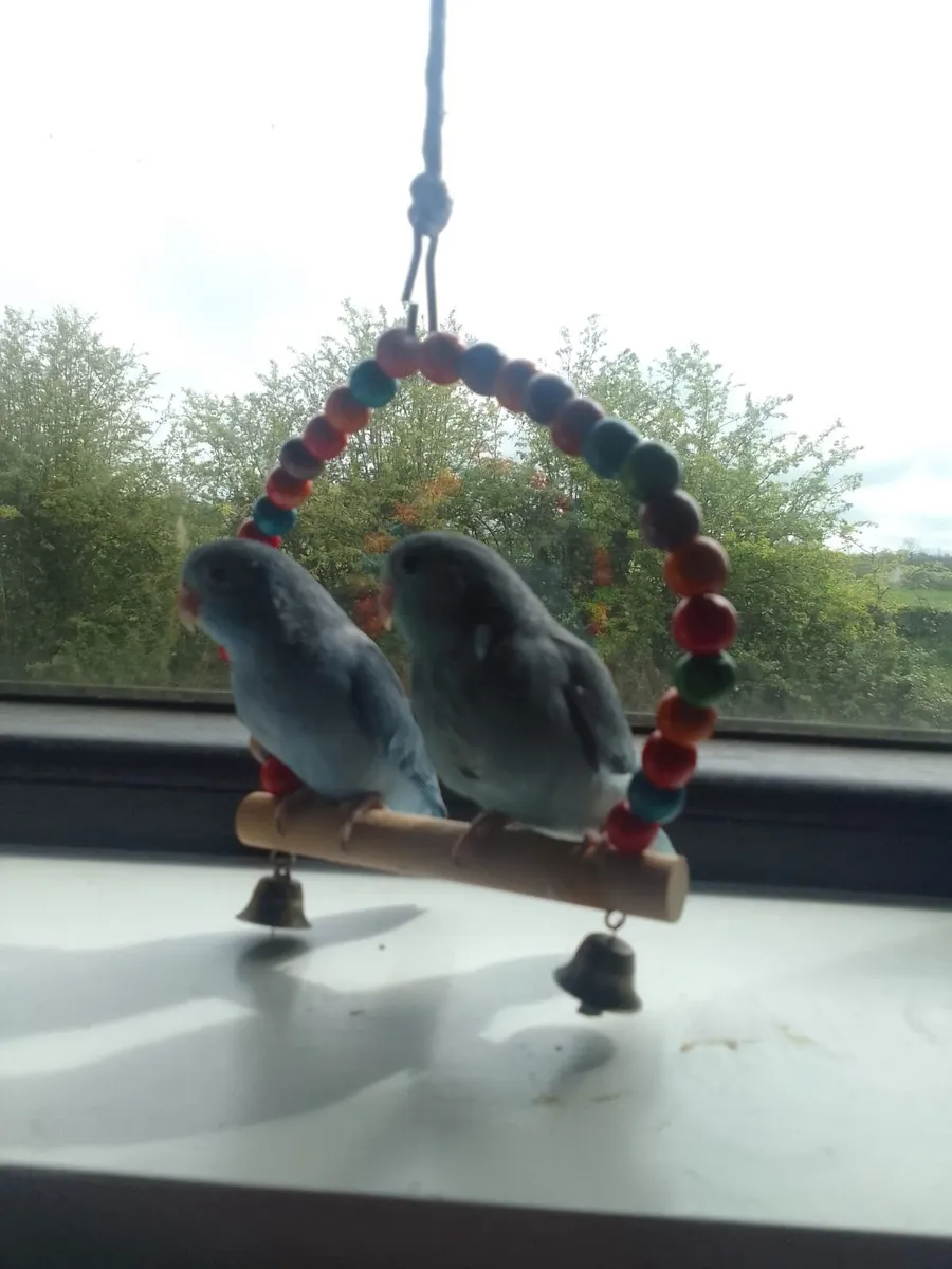 Parrotlets hand reared - Image 2