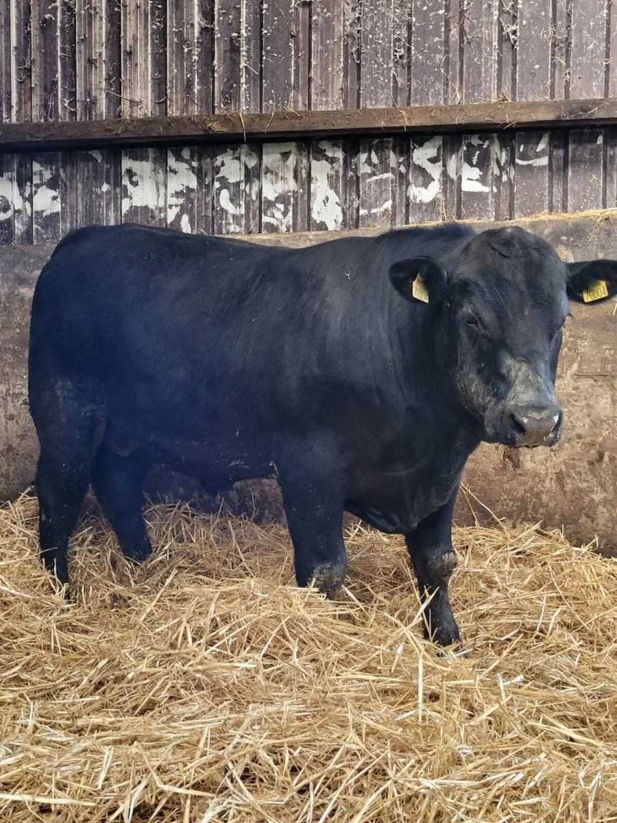 ⭐ Pedigree Aberdeen Angus Bull for Sale ⭐