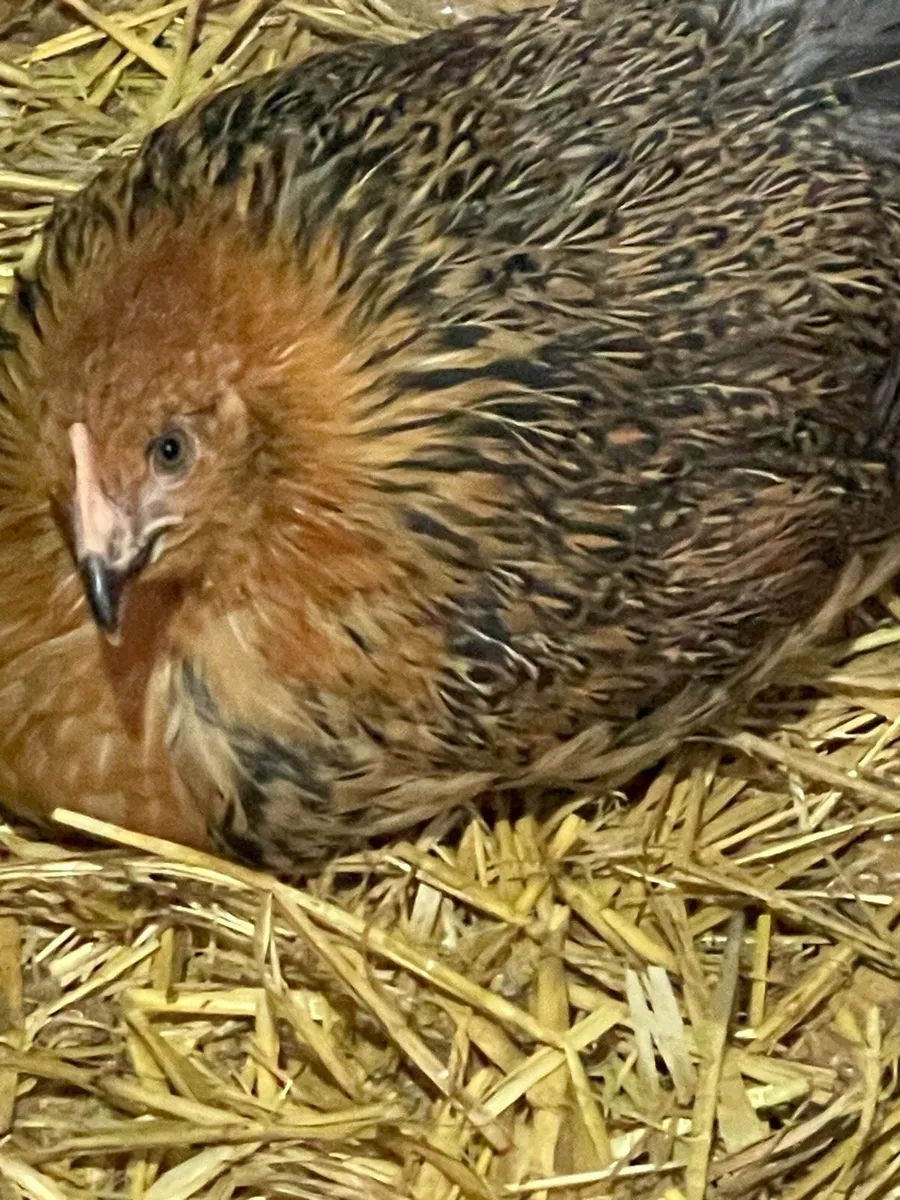 Chicks 18 in total (10 week old ) - Image 2