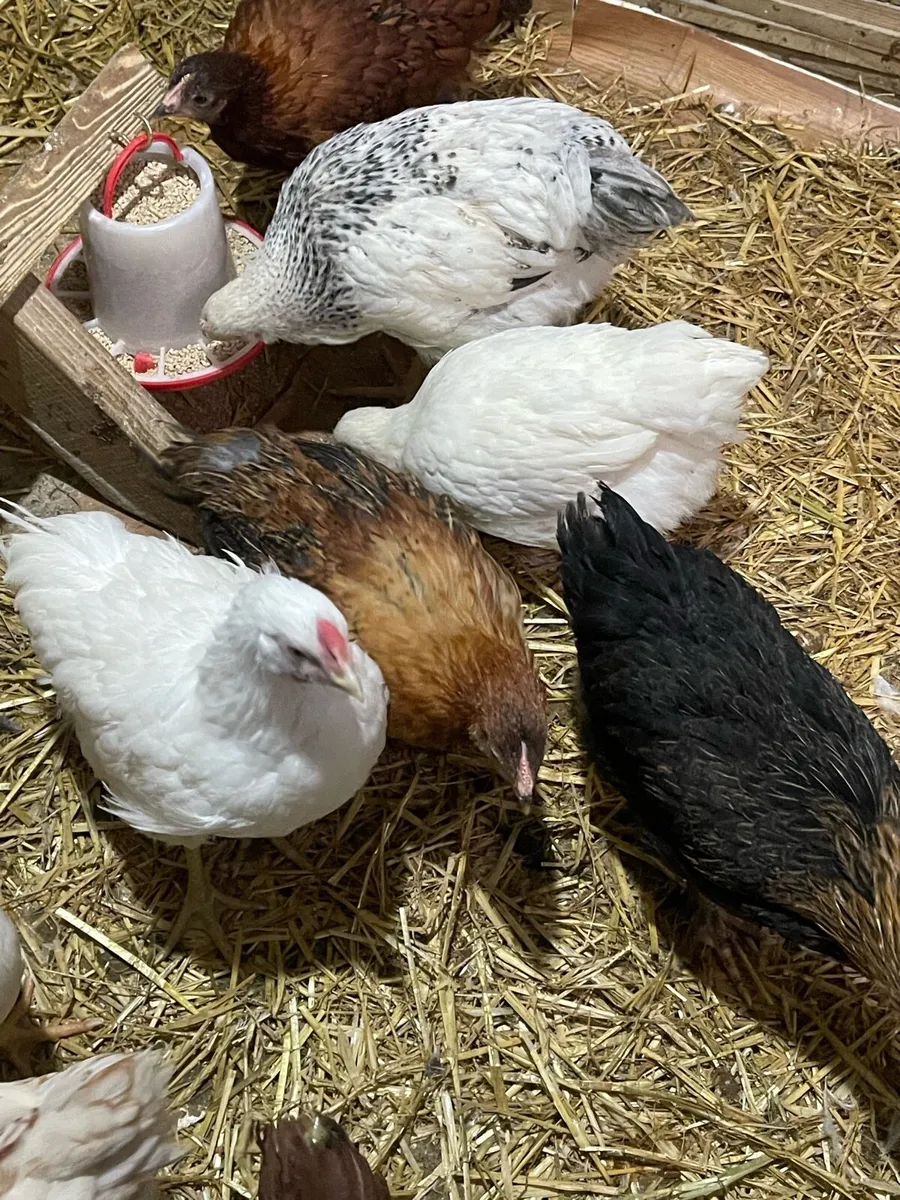 Chicks 18 in total (10 week old ) - Image 1