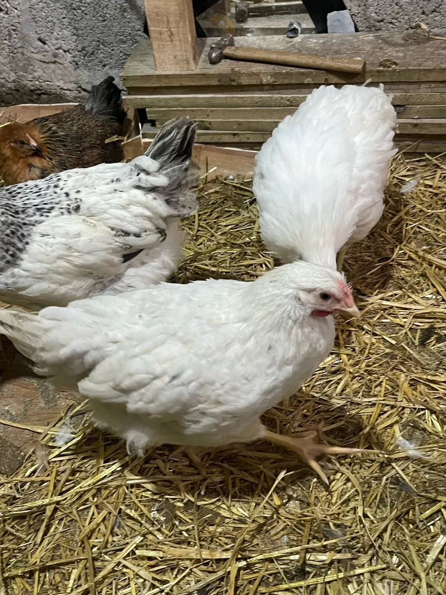 Chicks 18 in total (10 week old ) - Image 3