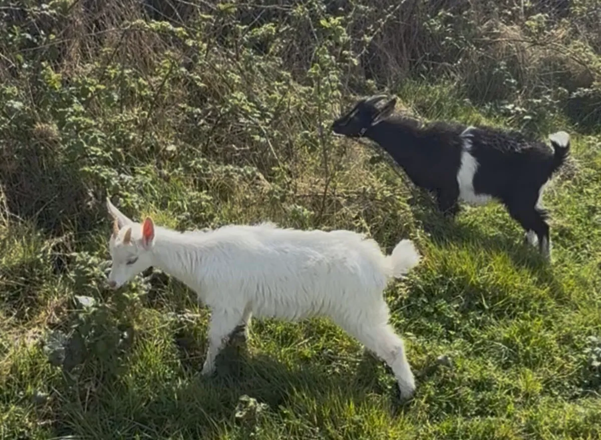 Pet Goats - Image 1