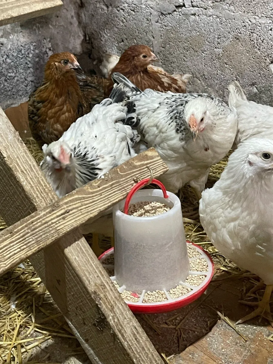 Chicks 18 in total (10 week old ) - Image 4