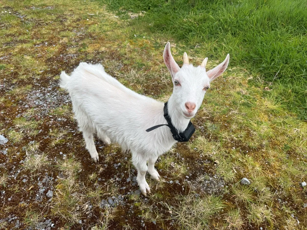 Pet Goats - Image 3