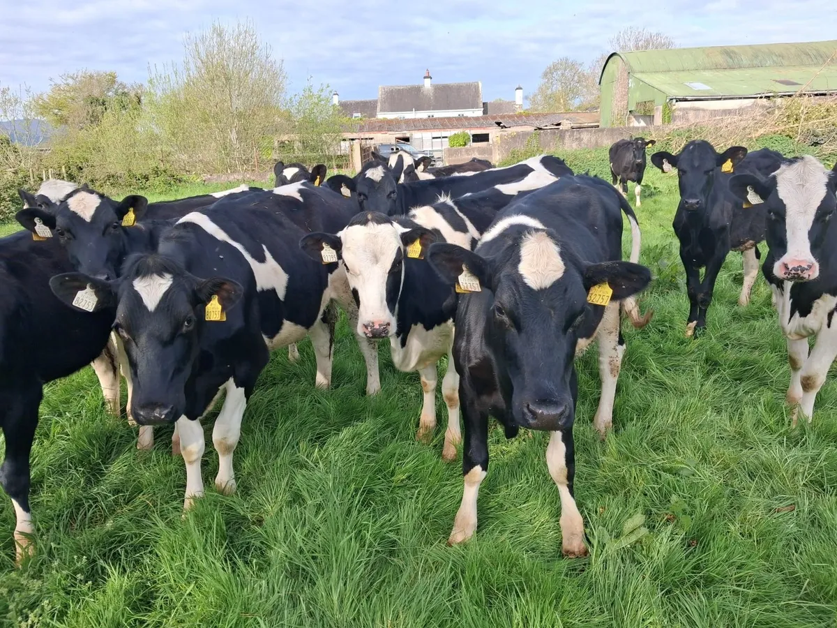 Maiden Friesian Dairy Heifers - Image 1