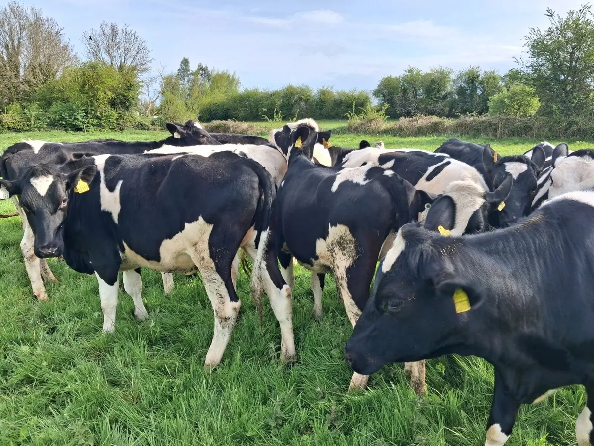 Maiden Friesian Dairy Heifers - Image 2