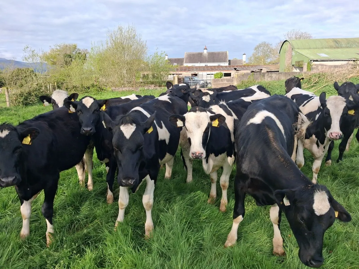 Maiden Friesian Dairy Heifers - Image 3
