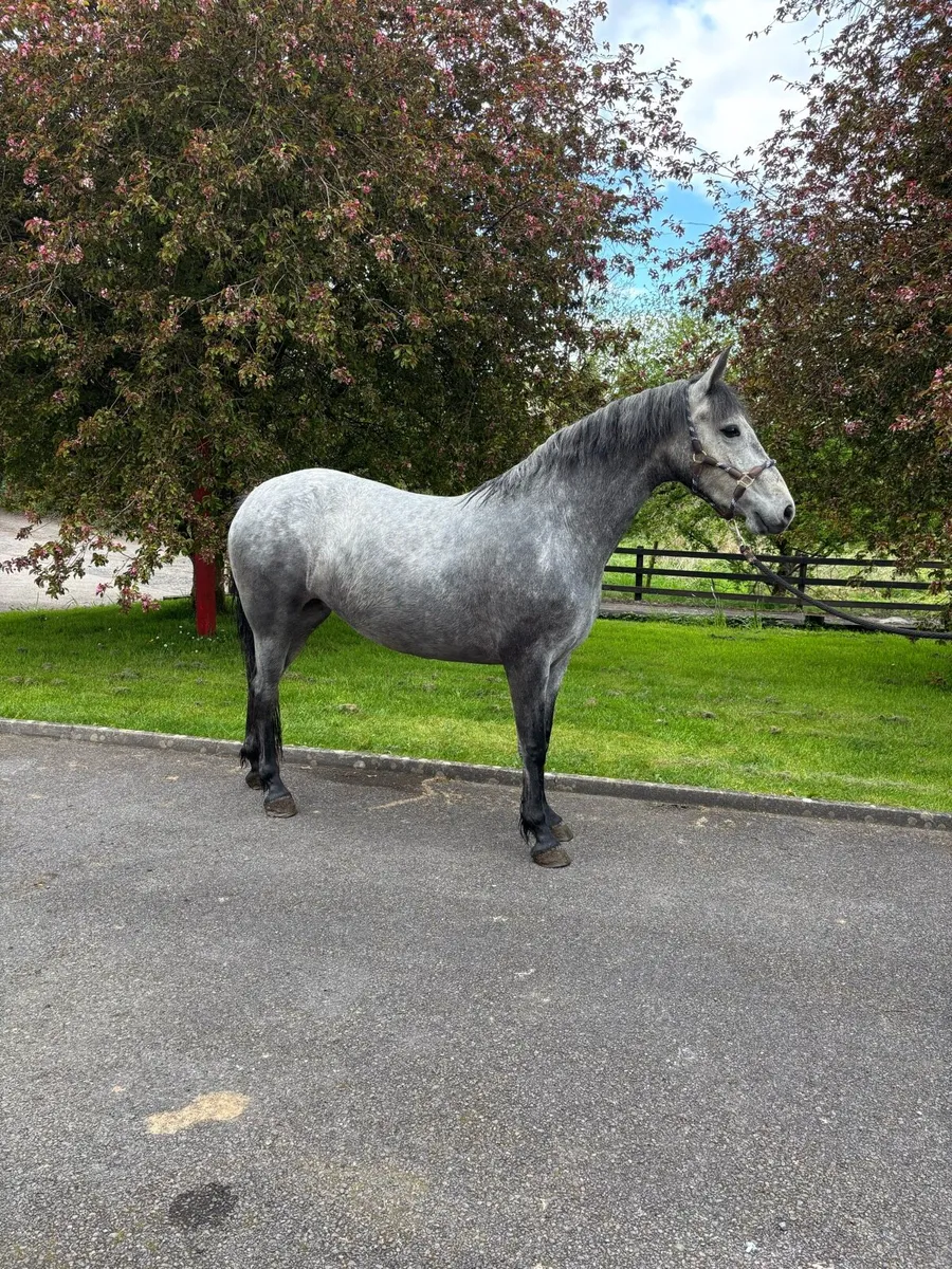 3yo Connemara filly - Image 1