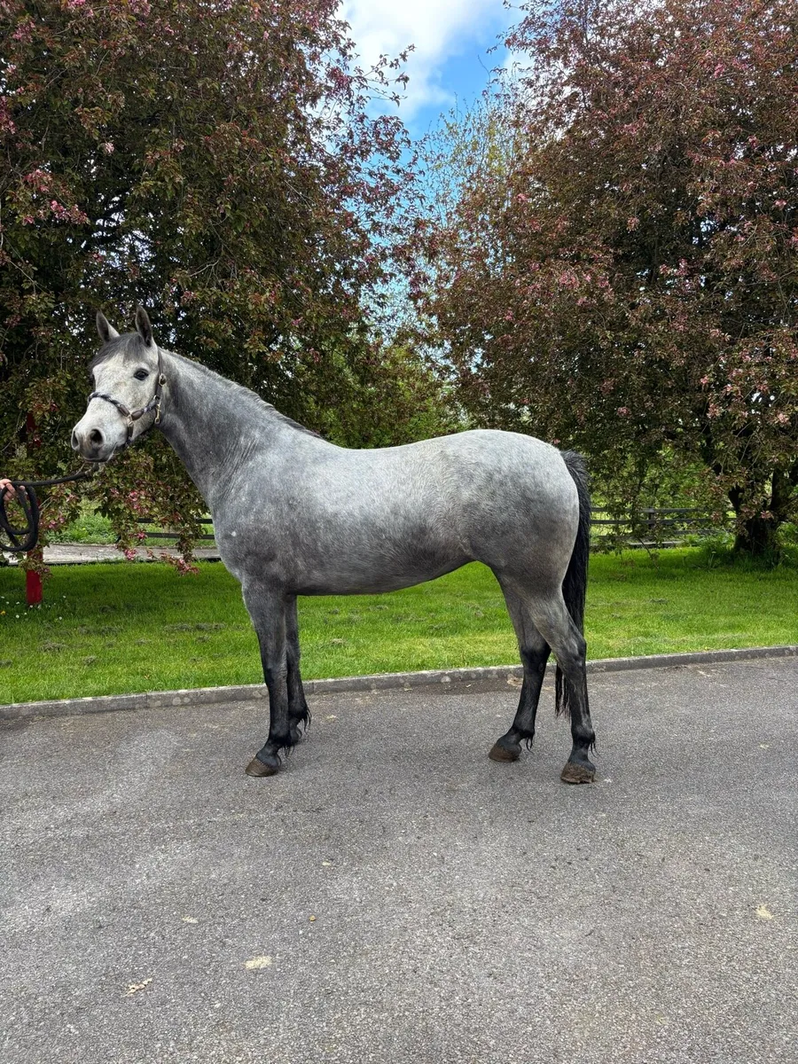 3yo Connemara filly - Image 2