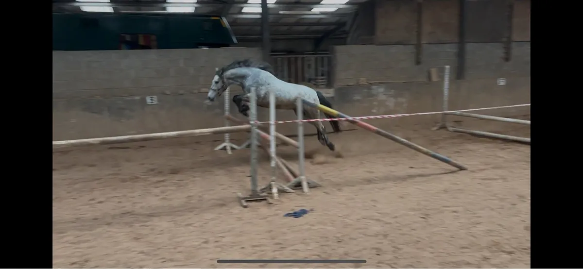 3yo Connemara filly - Image 3