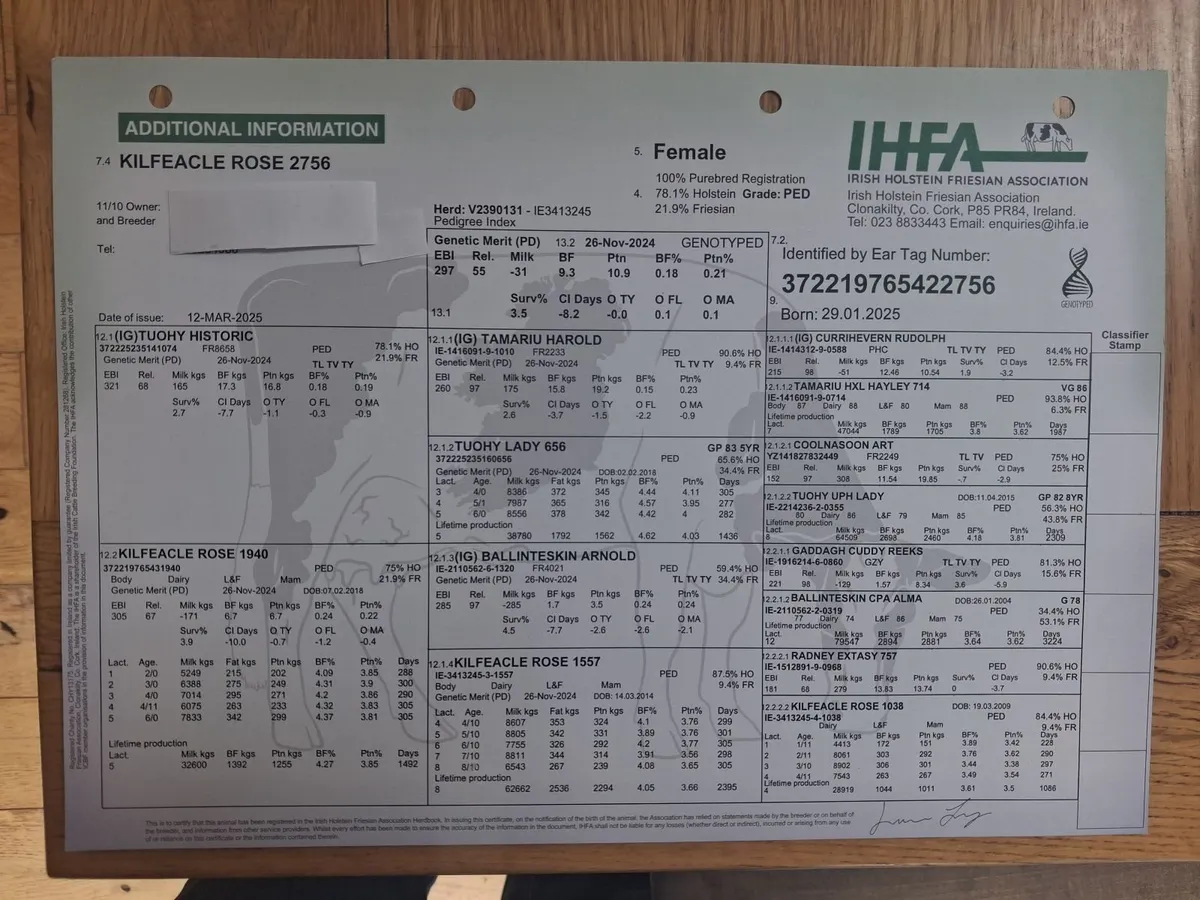 Maiden Friesian Dairy Heifers - Image 4