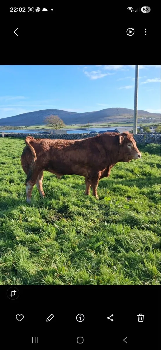 Gort Mart: Thursday 30th April. Sucklers - Image 2