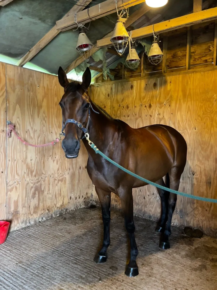 Holiday Livery Available - Limited Spaces - Image 2