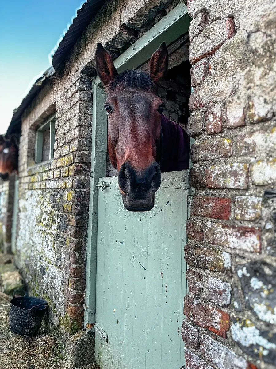 Holiday Livery Available - Limited Spaces - Image 4