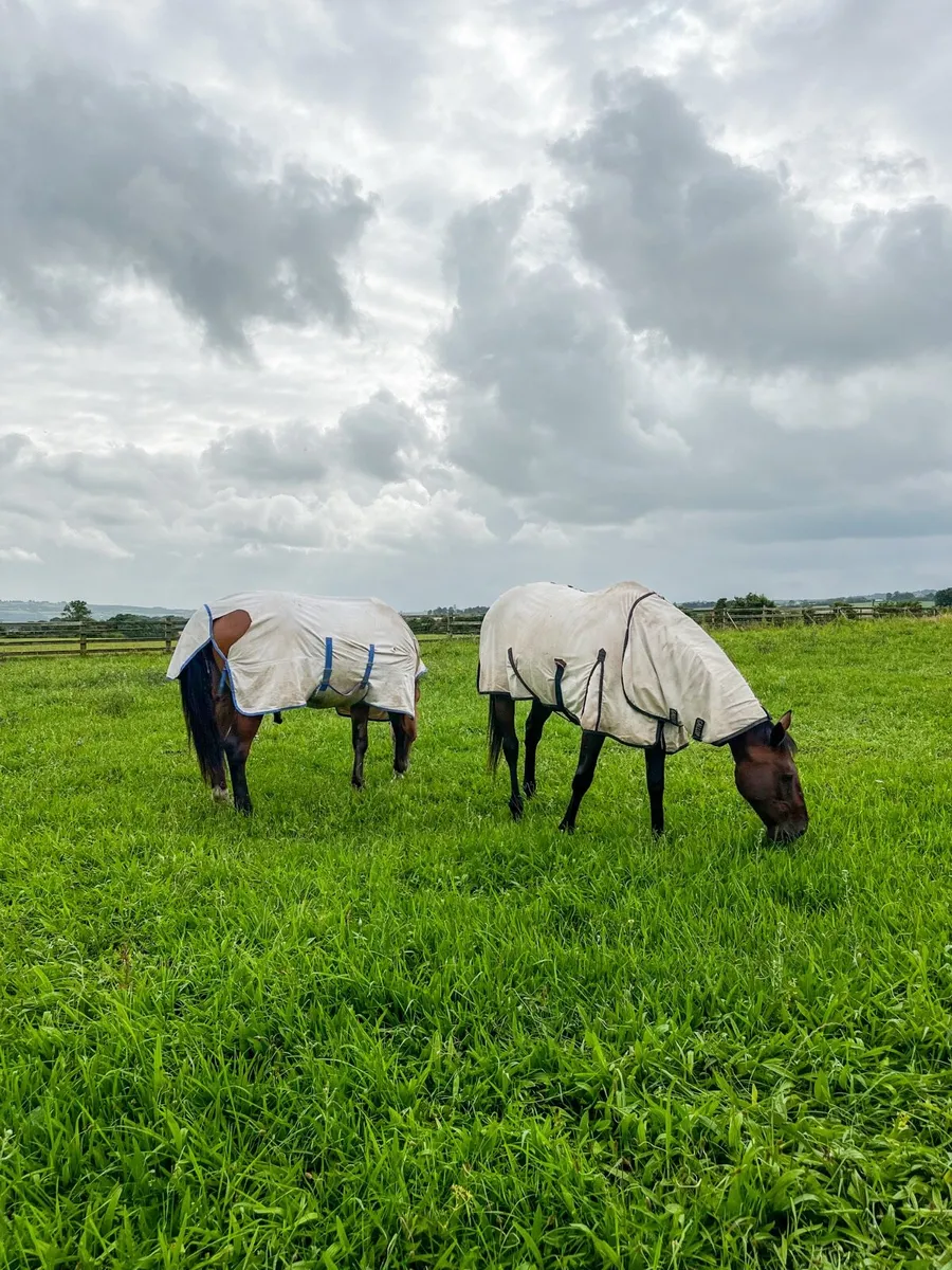 Holiday Livery Available - Limited Spaces - Image 1