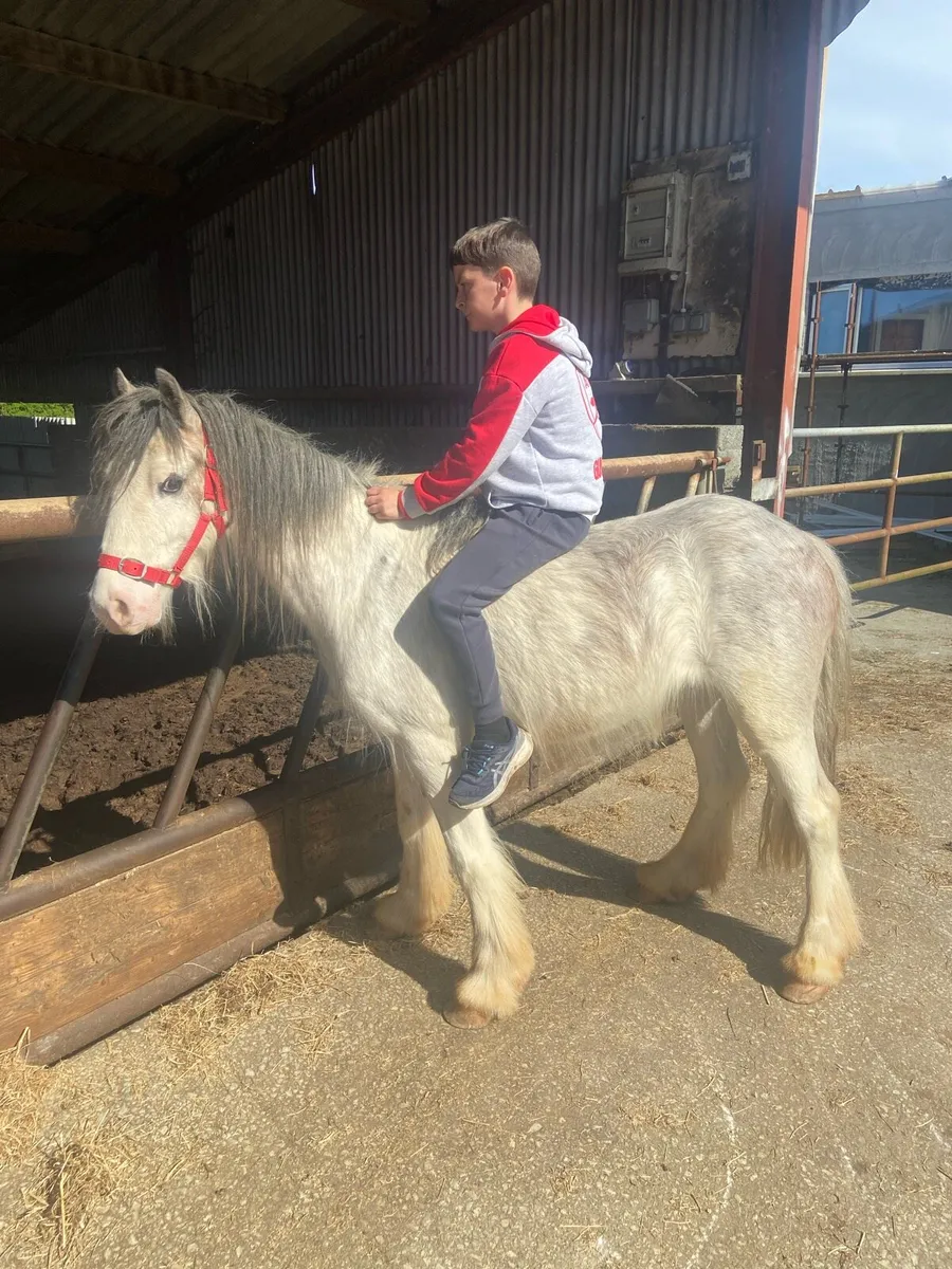 STRAWBERRY ROAN  €950 087 3278876 - Image 2
